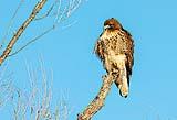Red Shoulder Hawk Bosque NM Dec 2020